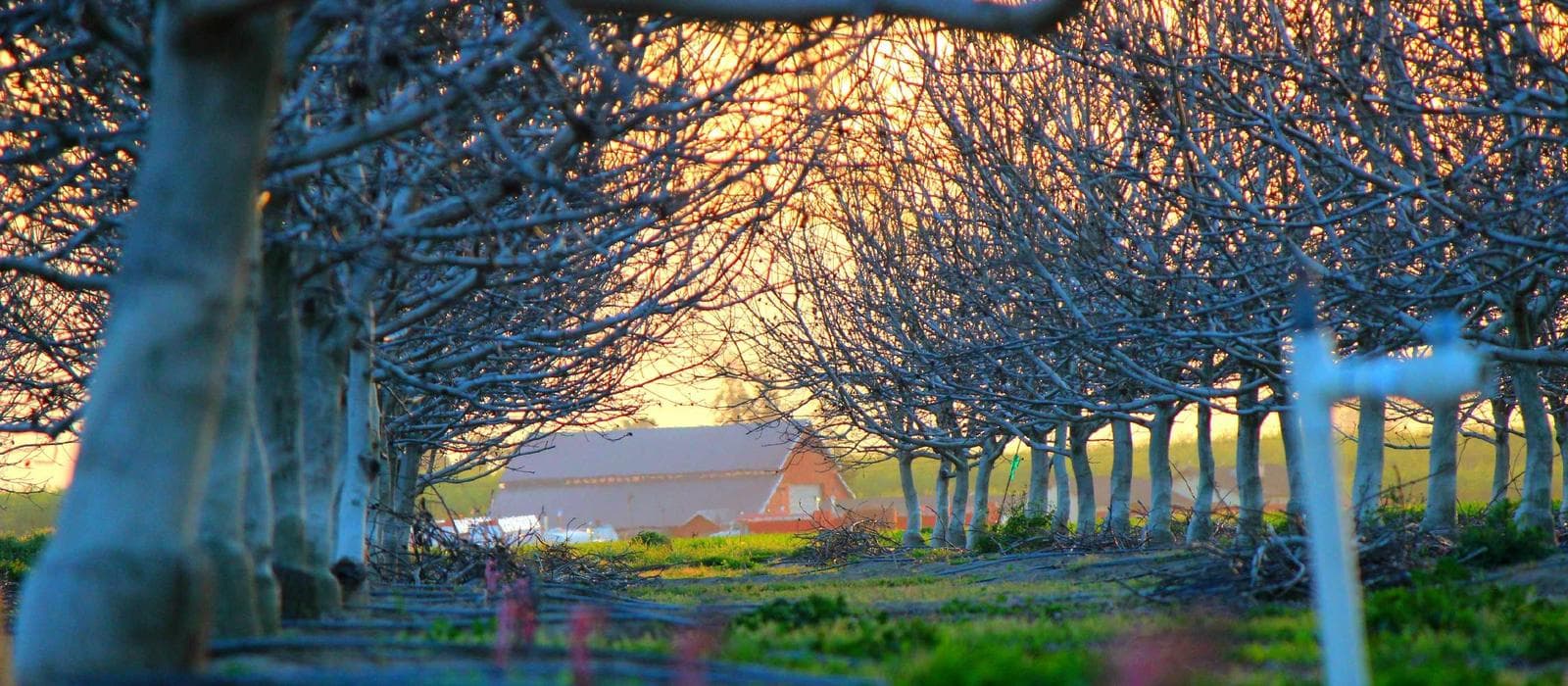 The fynbos biosphere surrounding Salt & Stone
