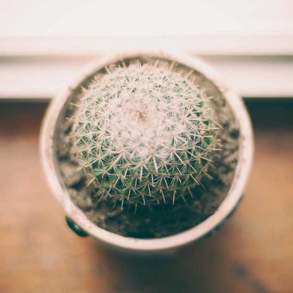 Stone Cottage private plunge pool